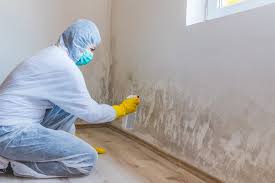  Elmwood, LA Mold Removal & Remediation Pros