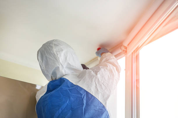 Best Basement Mold Removal  in Elmwood, LA