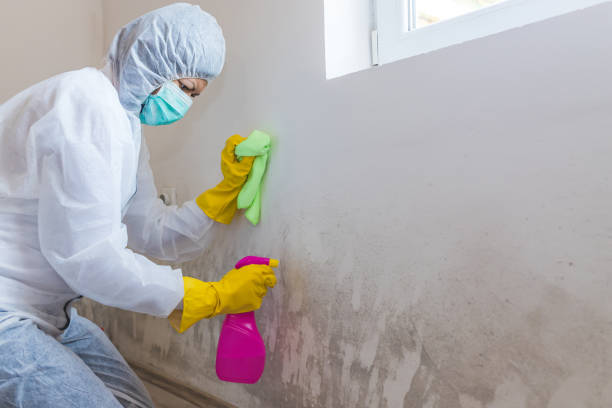 Best Comprehensive Air Testing for Mold Contaminants  in Elmwood, LA